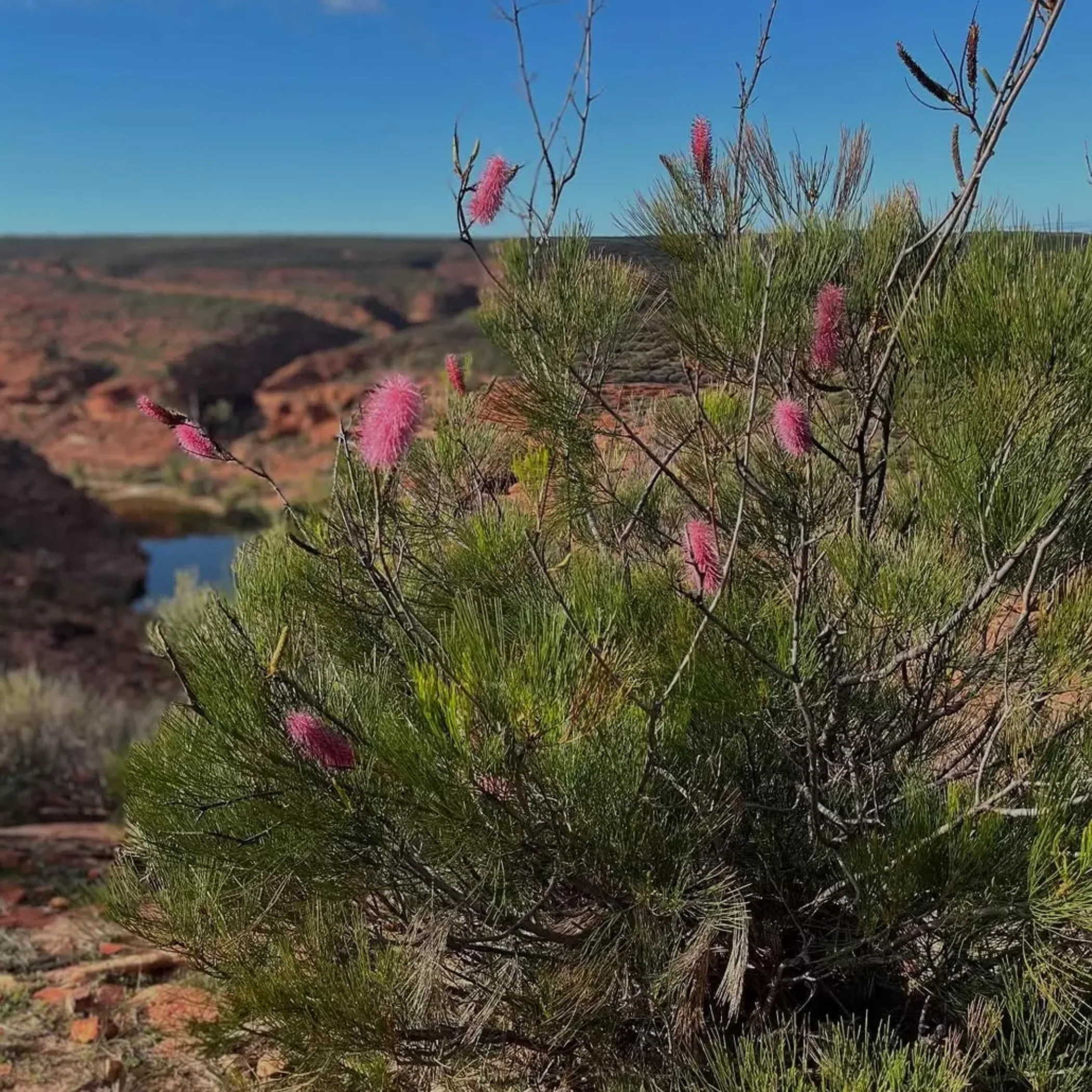 kalbarri wildflowers and gorge scenery