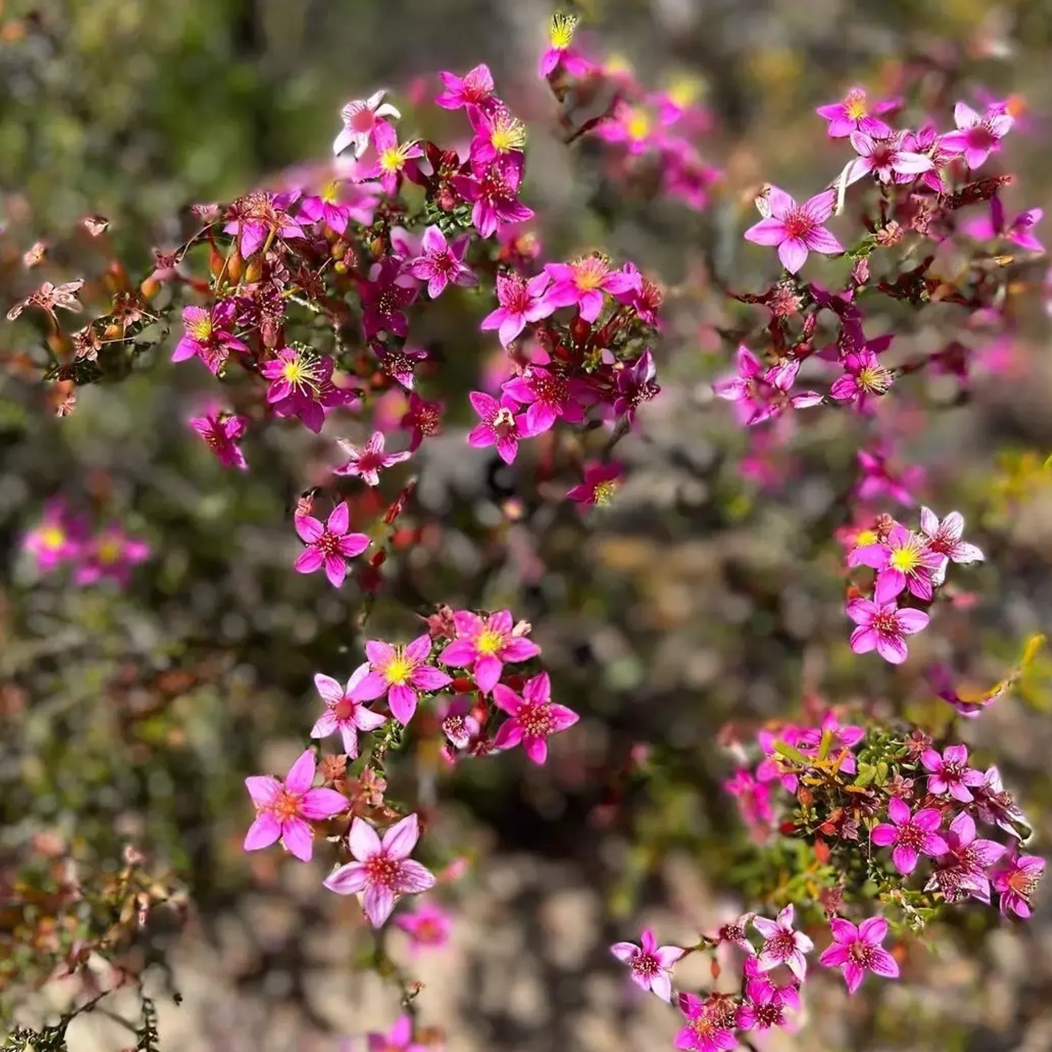 wildflowers blooming in kalbarri