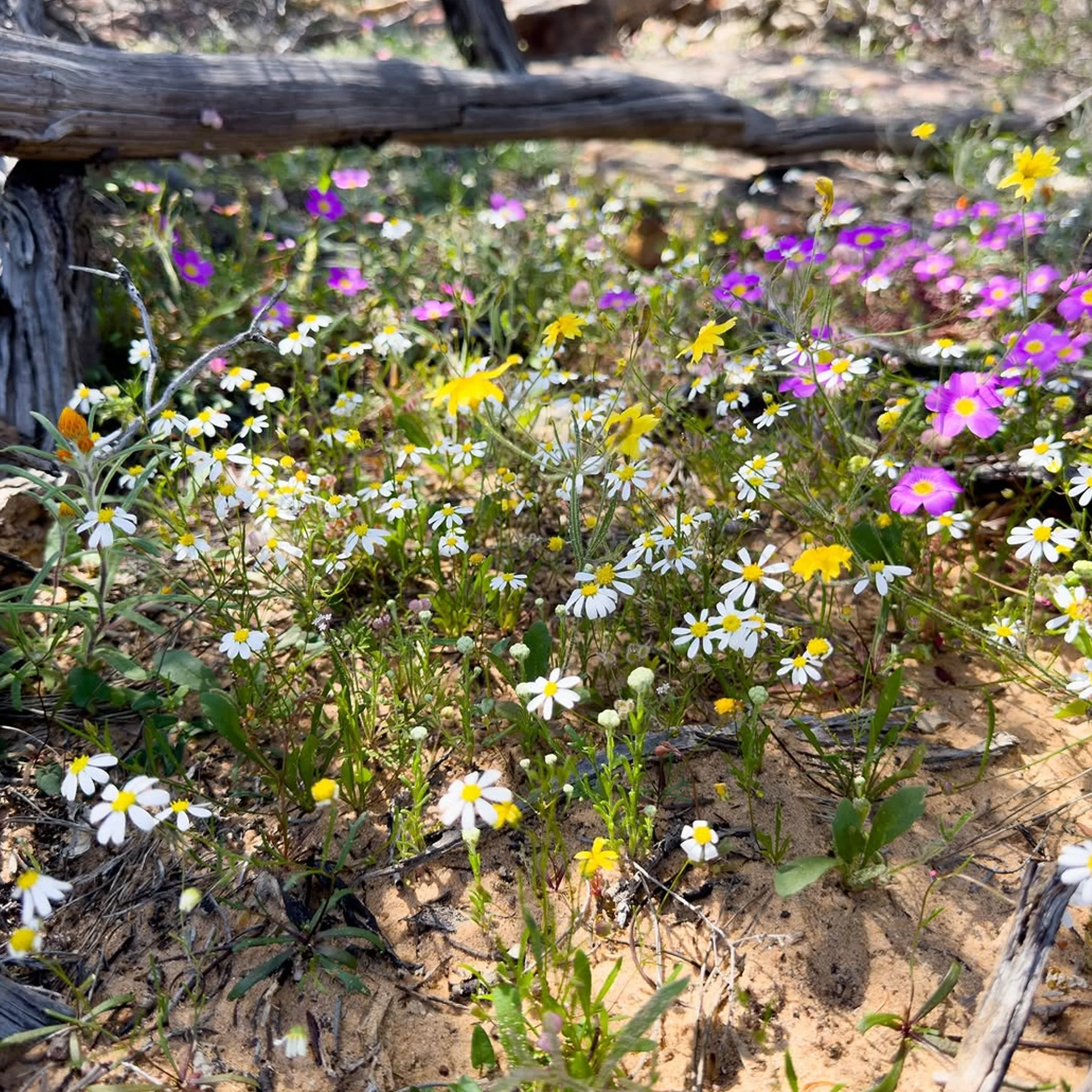 abundant wildflowers in kalbarri landscape