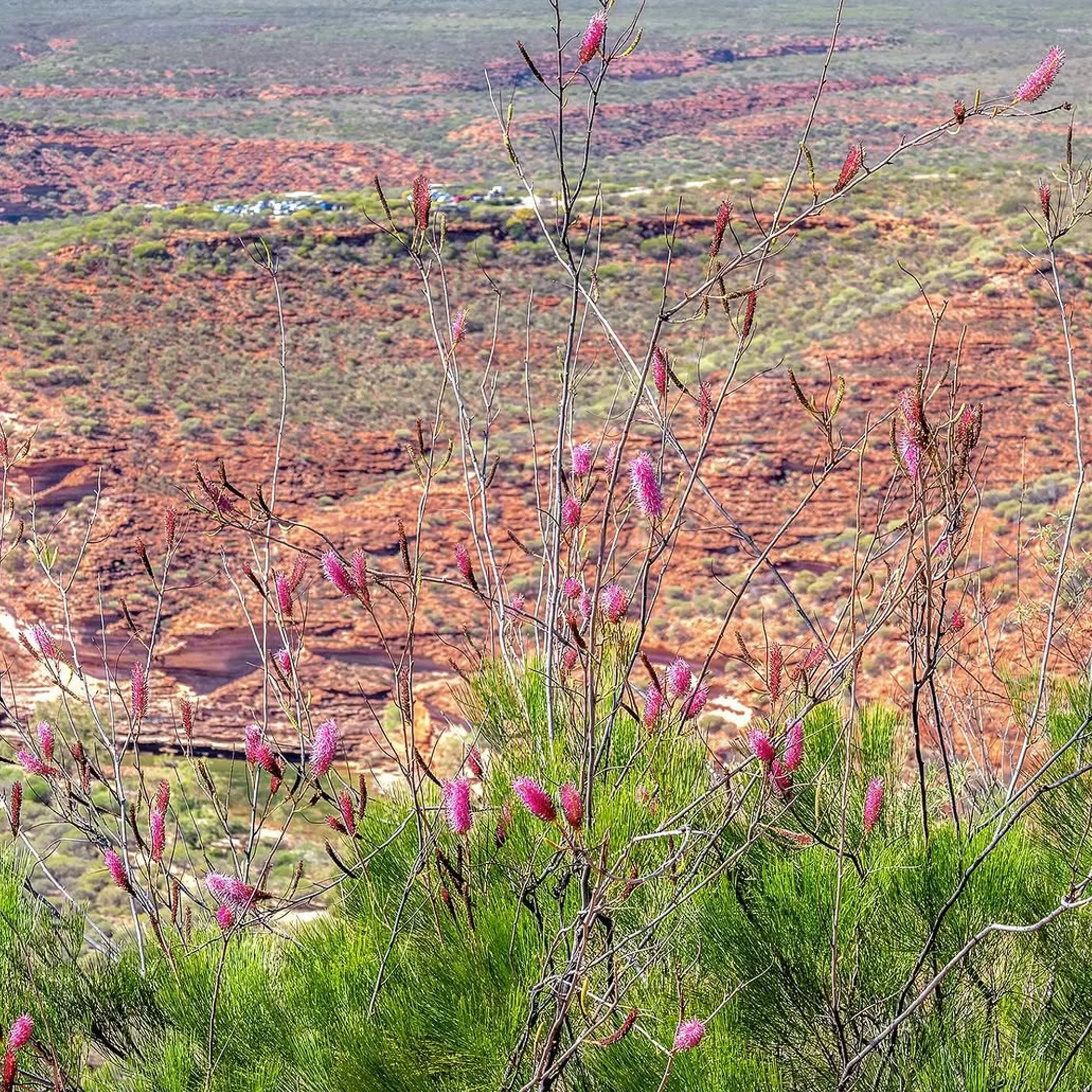 pink wildflowers in scenic gorge