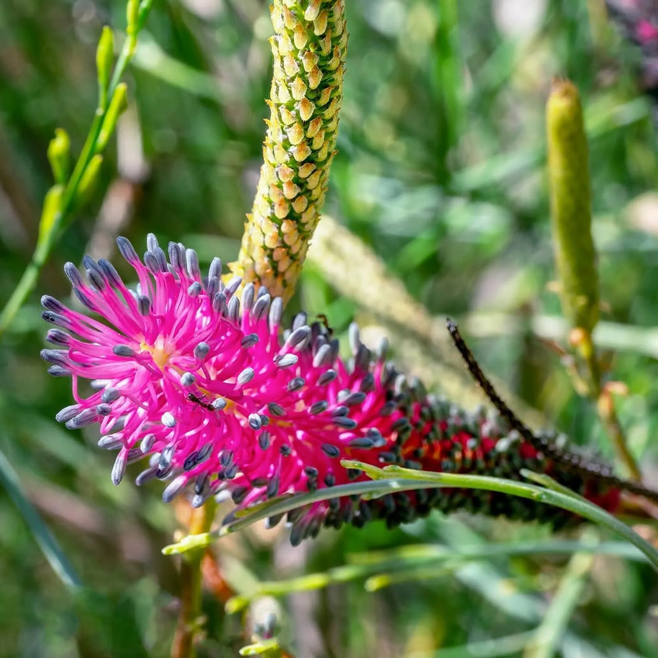 a vibrant wildflower