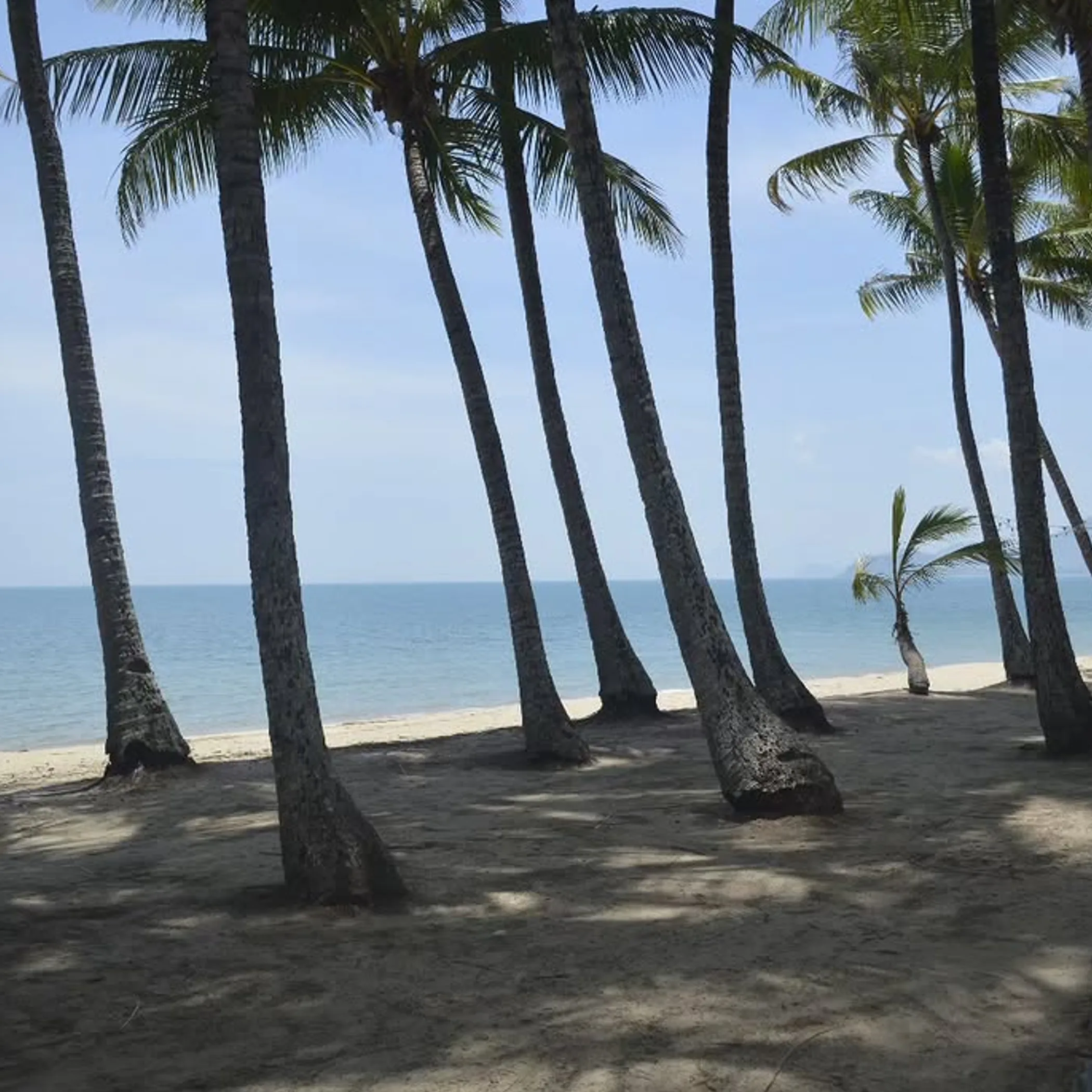 palm cove beach in queensland