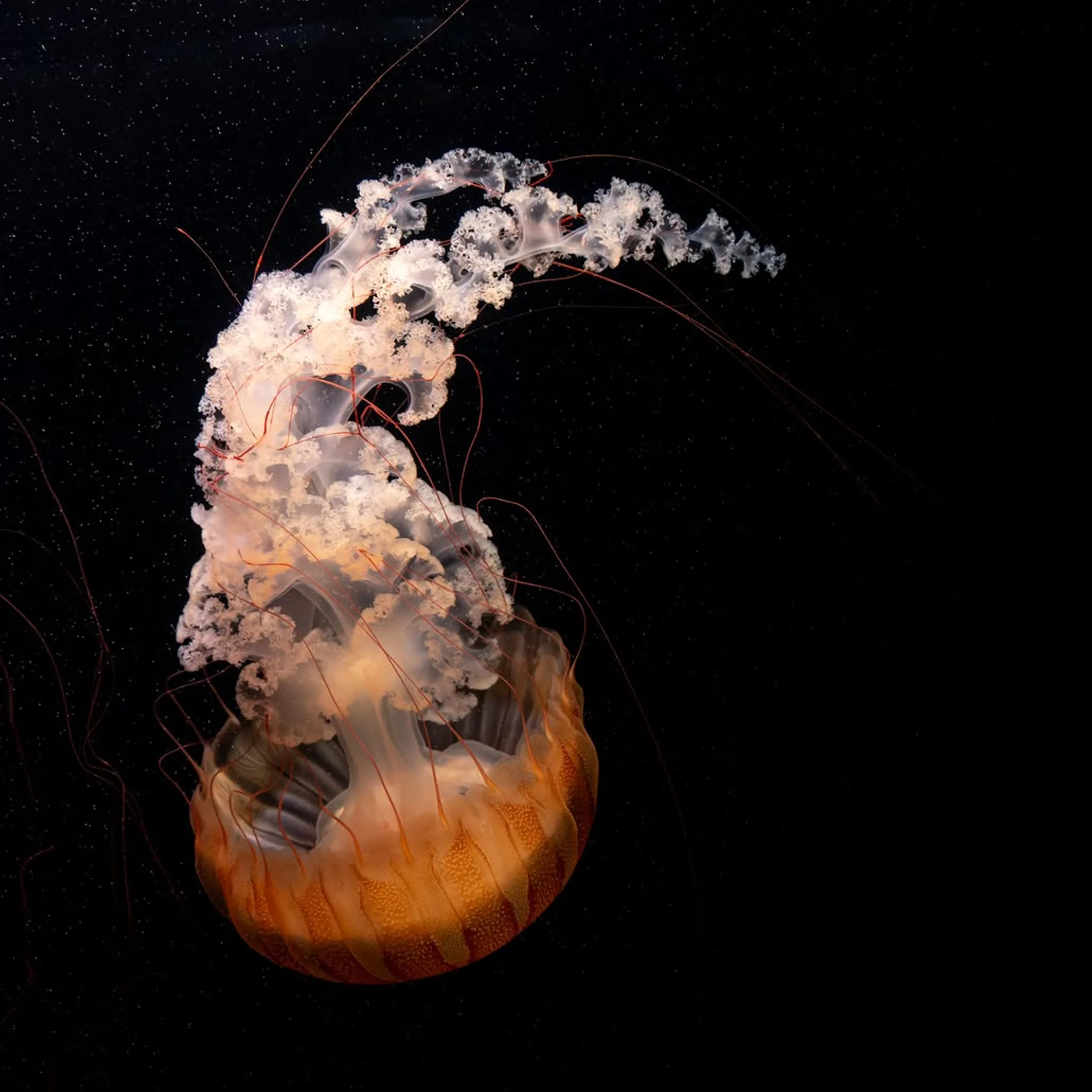 jellyfish during stinger season