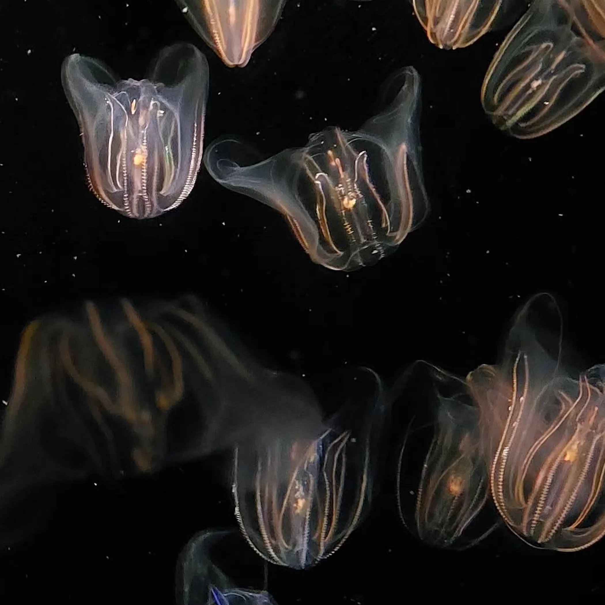 jellyfish during reef stinger season