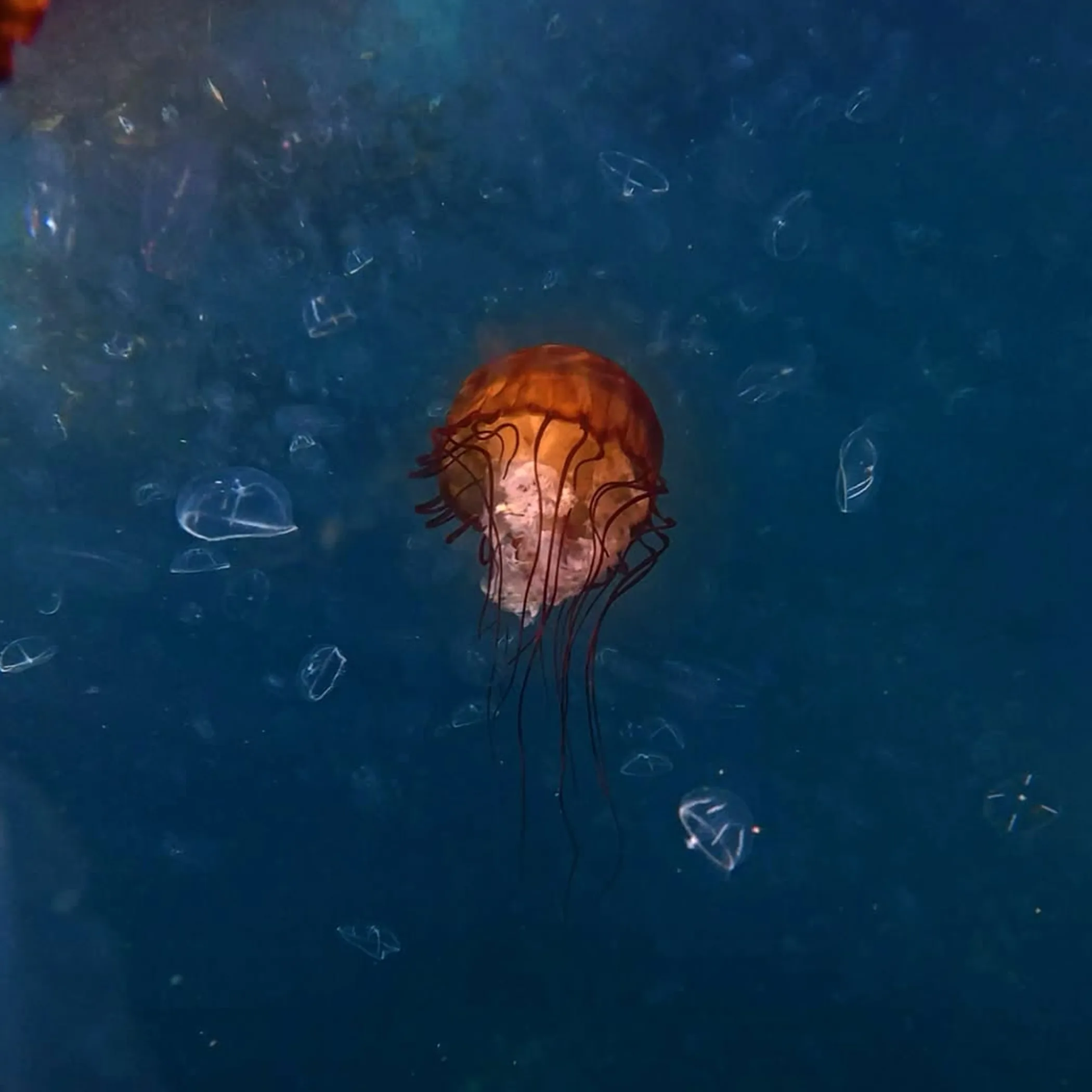 jellyfish underwater